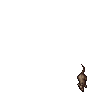 Rat